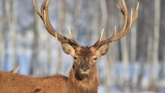 Red deer staltbriedis