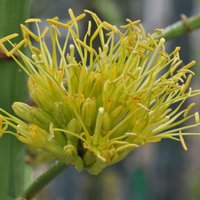 Salaspils botāniskajā dārzā īpašs notikums – uzziedējusi zarainā agave