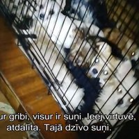 Video: Pārdaugavā kādā dzīvoklī kārtības sargi izņem 58 suņus