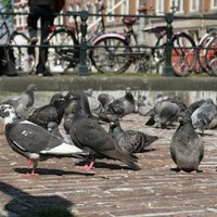 Amsterdamas piezīmes II : Bezmaksas transports – velosipēds