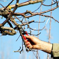 Обрезка старых веток: как правильно формировать крону фруктовых деревьев
