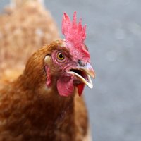 Птичий грипп: в Латвии запретили выпускать на улицу кур, гусей и уток