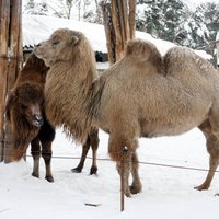 Kamieļu kopēja nāve Rīgas Zoo: policija meklē aculieciniekus