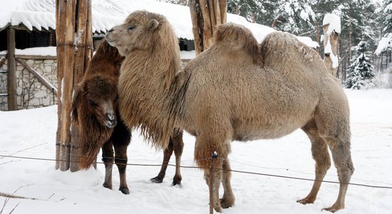 Kamieļu kopēja nāve Rīgas Zoo: policija meklē aculieciniekus