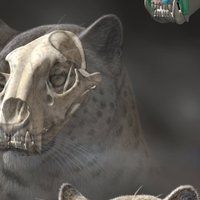 Zinātnieki atraduši lauvu un tīģeru senāko priekšteci
