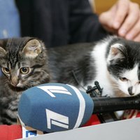 Рижская дума: коту Кузе сделали операцию