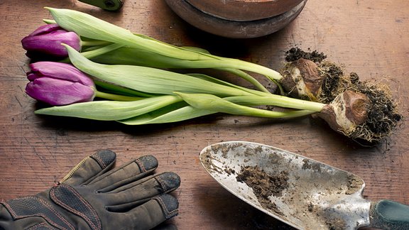 tulpes stādīšana dārza darbi 