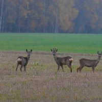 Jaunākā prognoze – brīvdienās kļūs siltāks