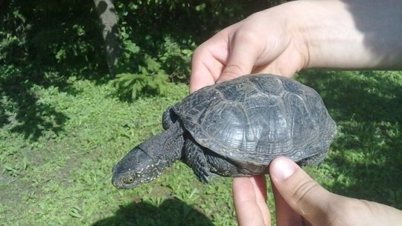 В Елгаве нашли редчайший вид черепахи