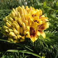 Foto: Dārza brīnums – lilija ar 130 ziediem