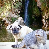 Foto: Kaķis Luidži un mopsis Bandito, kuri apceļojuši Spāniju