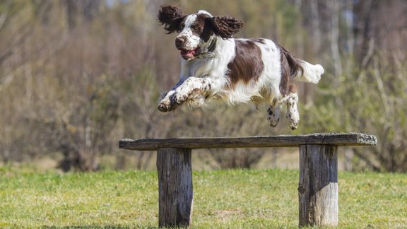 springerspaniels suns skriešana