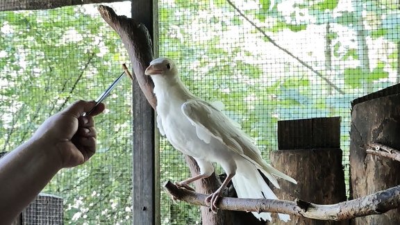 Liepājā atrastā baltā vārna iejutusies Rīgas zoo