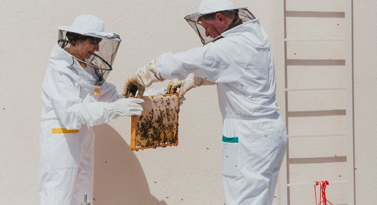 Urbānajā bišu dravā Jelgavā šogad ievākts 21 kilograms medus