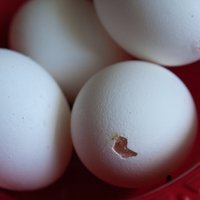 Kā izpūst olas no čaumalas un pēc tam tās uzmanīgi nokrāsot
