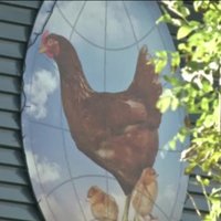 Nīderlandes fermā uzliesmojusi putnu gripa; sāk izkaut vistas