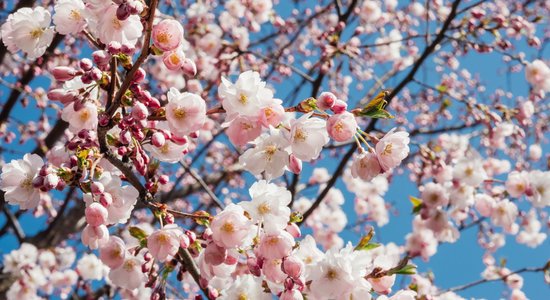 Foto: Uzvaras parkā sākušas plaukt trauslās sakuras