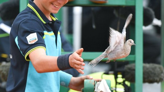 Ballboy waves a pigeon, tennis