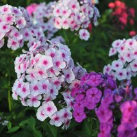 Сказочный запах! 12 самых душистых цветов для вашего сада