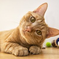 Играйте как минимум 20 минут в день: четыре совета, чтобы домашний кот был весел и здоров