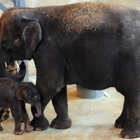 Foto: Kā izskatās nesen dzimis zilonēns, kurš jau sver 130 kilogramus