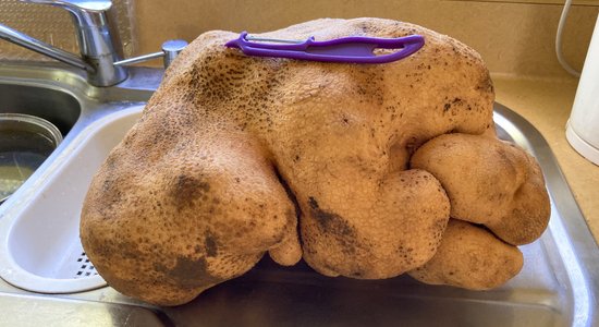 Jaunzēlandē izaudzis, iespējams, smagākais kartupelis pasaulē