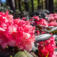 Foto: Kā kupenas – Babītē krāšņi zied rododendri