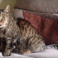 В возрасте 32 лет умер самый старый в мире кот