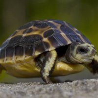 После укуса крысы умерла старейшая черепаха Британии