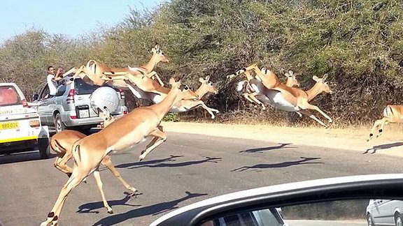 Antilope impala