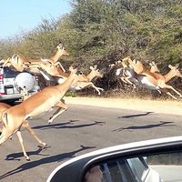 Bēgot no geparda, antilope ielec mašīnā