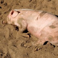 Массовый забой свиней: народ не разбирается в биобезопасности