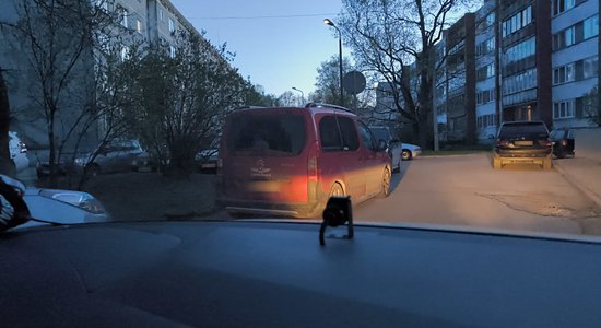 ФОТО. Вецмилгравис: Муниципальная полиция оштрафовала водителя за логотип авиакомпании "Аэрофлот"