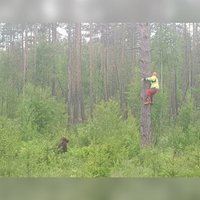 ФОТО: Шутка? Спасаясь от медведя, человек залез на дерево