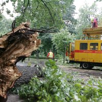 Krītošs koks Rīgā sabojājis četras vieglās automašīnas