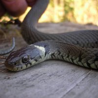 В Риге на женщину напала змея