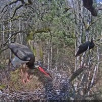 Video: Melno stārķu ligzdā parādījies trešais 'liekais'; putnu rupji izdzen