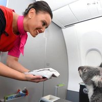 Foto: Koalas lācīši lidos uz Austrāliju pirmajā klasē