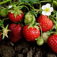 В Латвии жара губит урожай ягод