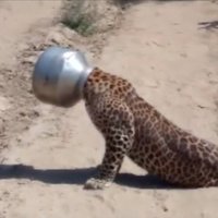 Video: Indijā leopardam galva iesprūst katlā