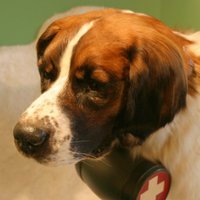 В Риге с 2016 года будет обязательное "чипирование" собак