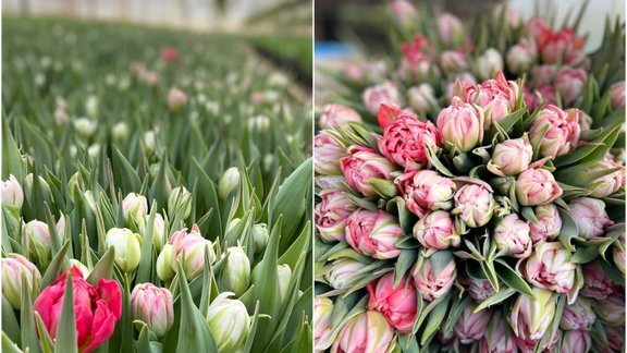 Stādaudzētava "Ķikši", tulpes, tulpe Foto: Stādaudzētava "Ķikši"