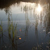 Riebiņu novada ezeros ielaisti 35 000 līdaku mazuļi