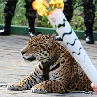Brazīlijā nošauj olimpiskās lāpas ceremonijai piesaistītu jaguāru