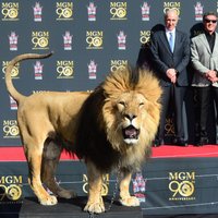 Holivudas bulvārī savu ķepu nospiedumus atstāj arī MGM lauva