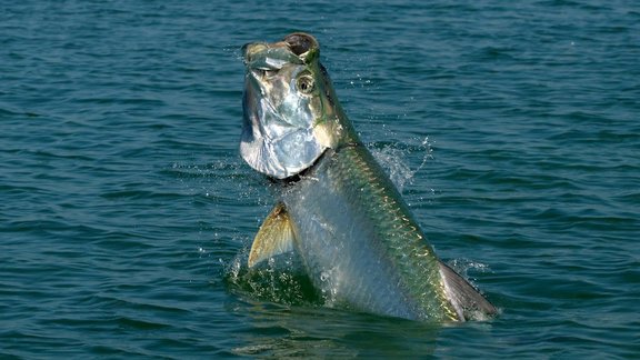 Tarpon