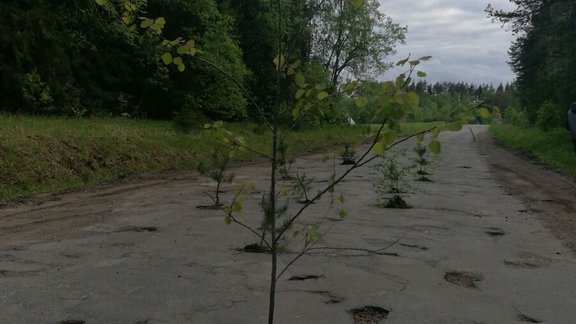 Ceļa posmā Ranka - Jaunpiebalga sastādīti koki bedrēs - 1