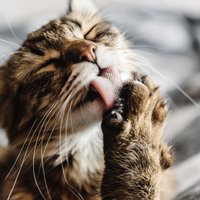 Piecas kaķu darbības, kuras saimnieki nereti pārprot