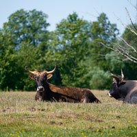 Piektdien starp mākoņiem uzspīdēs saule; diena būs silta