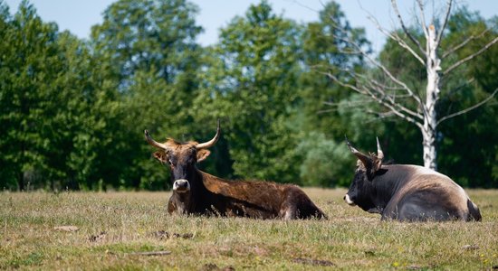 Piektdien starp mākoņiem uzspīdēs saule; diena būs silta